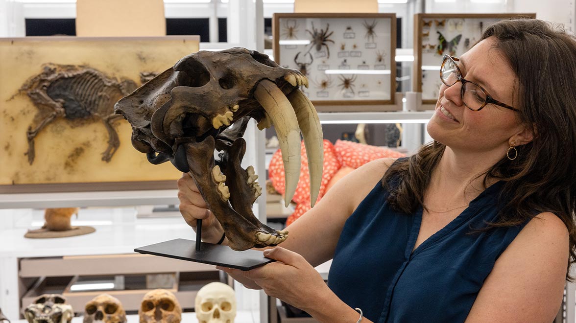 Eva Roßmanith vom Senckenberg Naturmuseum präsentiert den Schädel des Säbelzahntigers. © Rolf Oeser