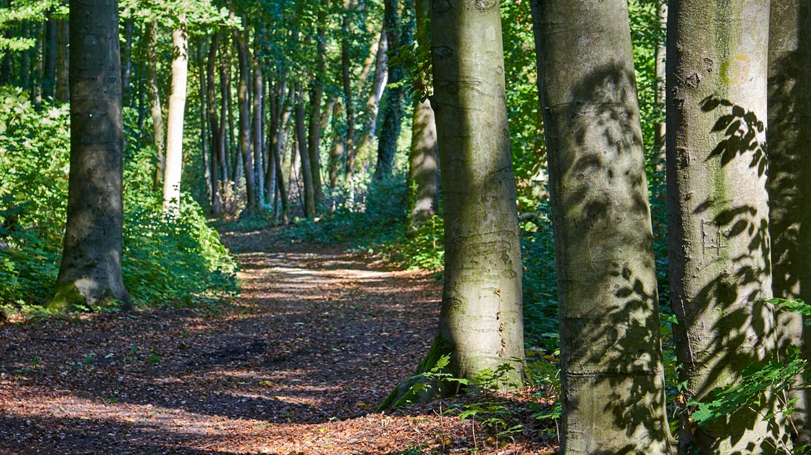 Gesunde Baumstämme, © Grünflächenamt Stadt Frankfurt am Main